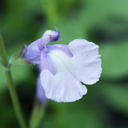 Salvia Regal Lilac